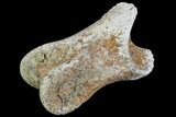Theropod (Raptor) Toe Bone - North Dakota #88731-1